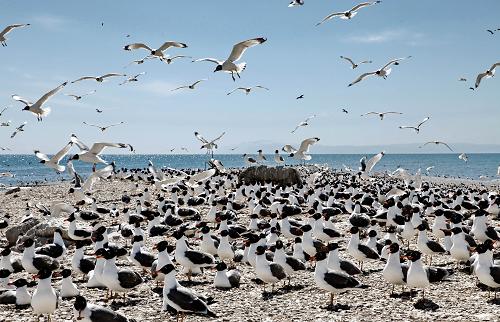 5月10日,漁鷗聚集在青海湖三塊石。 青海湖是我國最大的內(nèi)陸咸水湖,也是候鳥遷徙的中繼站,在“中亞——印度”遷徙路線中占據(jù)重要位置。2005年以來,青海湖國家級自然保護(hù)區(qū)管理局與中國科學(xué)院計算機(jī)網(wǎng)絡(luò)信息中心合作建立視頻監(jiān)控系統(tǒng)和數(shù)據(jù)庫平臺,更加科學(xué)便捷地監(jiān)測候鳥疫情、收集科普數(shù)據(jù),達(dá)到保護(hù)鳥類棲息環(huán)境、防止人為干擾侯鳥行為的目的。近幾年來,青海湖每年會迎來數(shù)十萬只候鳥。當(dāng)前南方鳥類正陸續(xù)抵達(dá)青海湖,觀鳥黃金期已經(jīng)來臨。新華社發(fā)(李福源 攝)