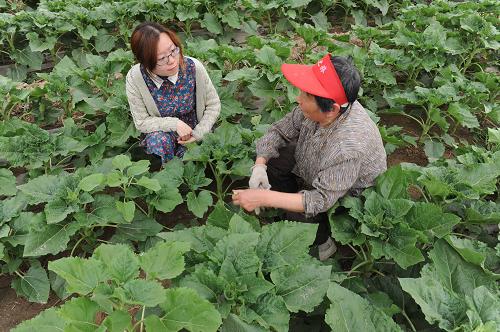 5月19日,在河北省故城縣鄭家口鎮(zhèn)孟莊村,庚曉晴(左)在向農(nóng)民了解油葵種植情況。故城籍的庚曉晴2012年畢業(yè)于河北理工大學(xué),之后成為一名“大學(xué)生村官”。新華社記者 王民 攝