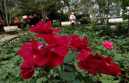 這是北京海淀區(qū)一個(gè)社區(qū)公園內(nèi)盛開的鮮花。新華社記者 李欣 攝