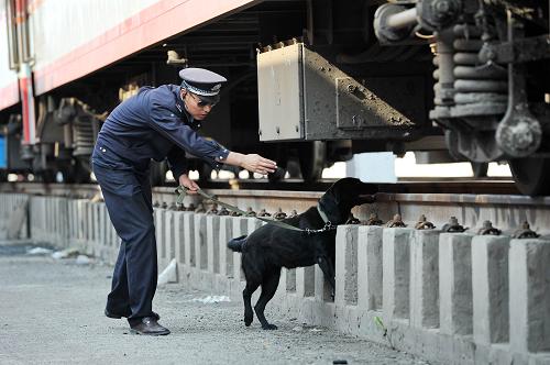 6月13日,在蘭州鐵路局銀川客運段的列車車庫內(nèi),銀川鐵路公安處特警支隊的隊員正在引導警犬進行搜爆演練。當日,蘭州鐵路局銀川客運段與銀川鐵路公安處特警支隊聯(lián)合舉行鐵路突發(fā)事件應急演練。特警隊員們在客運段的列車車庫內(nèi)陸續(xù)開展了警犬搜爆、應急突擊演練、應急登車操練等項目,為即將到來的暑運保駕護航。據(jù)了解,今年暑運將從7月1日一直持續(xù)到8月31日。新華社記者 彭昭之 攝