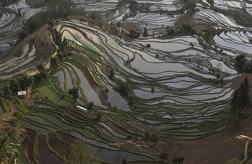 這是2011年3月4日傍晚拍攝的云南元陽梯田壯美景觀。哈尼梯田規(guī)模宏大,僅核心區(qū)元陽縣境內(nèi)就有17萬畝梯田,其中集中連片的達(dá)1萬多畝,從山腳到山頂級數(shù)最高達(dá)3000多級。新華社發(fā)(梁志強(qiáng) 攝)