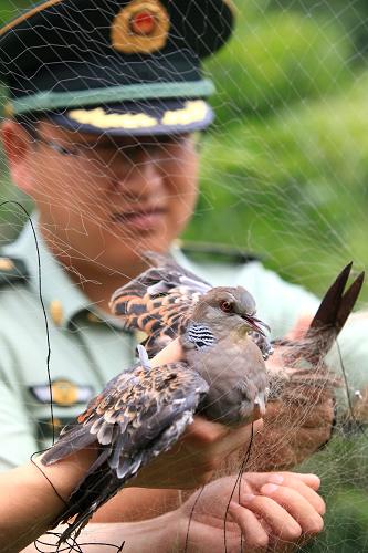 6月24日,山東省即墨市公安局豐城邊防派出所民警在解救一只被捕鳥(niǎo)網(wǎng)困住的斑鳩。當(dāng)日,山東即墨公安局邊防大隊(duì)開(kāi)展“清網(wǎng)護(hù)鳥(niǎo)”打擊非法捕獵候鳥(niǎo)專(zhuān)項(xiàng)整治行動(dòng)。邊防民警深入轄區(qū)山林和濕地拆除各種網(wǎng)具,解救落網(wǎng)的飛鳥(niǎo),向駐地群眾宣傳愛(ài)鳥(niǎo)護(hù)鳥(niǎo)知識(shí),保護(hù)生態(tài)環(huán)境。新華社發(fā)(梁孝鵬 攝)