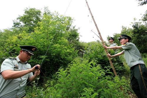 6月24日,山東省即墨市公安局豐城邊防派出所民警在拆除不法分子安裝的捕鳥(niǎo)網(wǎng)。新華社發(fā)(梁孝鵬 攝)