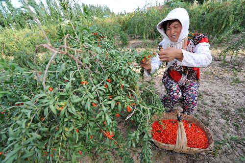 6月28日,在寧夏回族自治區(qū)中寧縣舟塔鄉(xiāng)的枸杞種植基地內(nèi),當(dāng)?shù)剞r(nóng)戶在采摘成熟的枸杞果實。新華社記者 彭昭之?dāng)z
