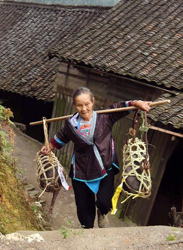 7月17日,在廣西柳州市融水苗族自治縣大浪鄉(xiāng)上里村,苗族婦女韋翠蘭挑著豬崽回家。當(dāng)日,廣西柳州市融水苗族自治縣黨委組織部、扶貧辦在地處深山的大浪鄉(xiāng)上里村啟動(dòng)“農(nóng)民收入倍增計(jì)劃”,將價(jià)值2.1萬(wàn)多元的60頭特色黑香豬,免費(fèi)贈(zèng)送給10多個(gè)示范戶放養(yǎng),以此帶動(dòng)農(nóng)民發(fā)展養(yǎng)殖產(chǎn)業(yè),促進(jìn)農(nóng)民增收致富。新華社發(fā)(龍林智 攝)
