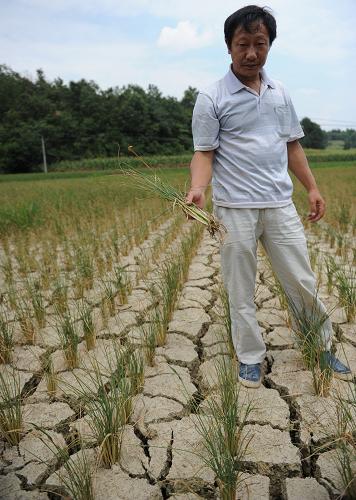 7月27日,金沙縣禹謨鎮(zhèn)金壩村村民雷德鋼向記者講訴他家所種的稻田已全部絕收。連日來,貴州高溫晴熱天氣還在持續(xù),旱情仍在蔓延。目前,全省已有近110萬人因旱出現(xiàn)飲水困難,103萬人需要生活救助。記者走進特旱災(zāi)區(qū)畢節(jié)市金沙縣禹謨鎮(zhèn),面對特大干旱,當(dāng)?shù)劓?zhèn)黨委、政府高度重視,采取了一系列措施來減少因旱造成的損失:一是優(yōu)先保障人畜飲水,再保障農(nóng)業(yè)生產(chǎn)用水與建設(shè)用水;二是對集鎮(zhèn)范圍內(nèi)實行分時段、分片區(qū)供水;三是以村組為單位,組建抗旱工作隊采取車?yán)R馱等形式對飲水特困區(qū)進行送水。今年6月以來,禹謨鎮(zhèn)的降雨量僅為24.3毫米,全鎮(zhèn)24711人、8100頭大小牲畜處于缺水?dāng)嗨疇顟B(tài),農(nóng)作物受災(zāi)面積達31540畝,絕收面積達95%,造成直接經(jīng)濟損失11185.7萬元。新華社記者 陶亮 攝