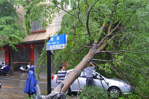 8月14日,廣東陽江陽春市一棵大樹被臺風(fēng)吹倒。強(qiáng)臺風(fēng)“尤特”于當(dāng)日15時(shí)50分在陽江市陽西縣溪頭鎮(zhèn)沿海地區(qū)登陸,登陸時(shí)中心附近最大風(fēng)力14級。受“尤特”影響,廣東中西部沿海市縣和海面出現(xiàn)了9到12級大風(fēng),“尤特”中心經(jīng)過的附近區(qū)域風(fēng)力達(dá)13到15級。目前廣東部分地區(qū)已出現(xiàn)暴雨,未來還將出現(xiàn)大范圍暴雨,局部特大暴雨。新華社發(fā)(藍(lán)軍 攝)