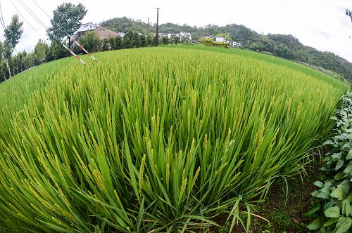 8月21日,臺(tái)州市天臺(tái)縣麗澤鄉(xiāng)的一處稻田沐浴在雨水中。之前的連日高溫干旱已經(jīng)造成臺(tái)州農(nóng)業(yè)直接經(jīng)濟(jì)損失5.49億元,農(nóng)作物受災(zāi)面積113.251萬(wàn)畝。當(dāng)日16時(shí),今年第12號(hào)臺(tái)風(fēng)“潭美”中心位于溫州市東南方向約299公里的洋面上(即北緯25.6度、東經(jīng)122.4度),近中心最大風(fēng)力35m/s(12級(jí)),中心氣壓965百帕,7級(jí)風(fēng)圈半徑330公里,10級(jí)風(fēng)圈半徑90公里。受其外圍云帶影響,浙江省沿海已出現(xiàn)8至11級(jí)大風(fēng),各地也都出現(xiàn)了不同程度的降水。氣象部門(mén)表示,受“潭美”云系影響,21日傍晚到22日浙江省溫州、臺(tái)州、麗水和寧波地區(qū)將有大雨到暴雨,其中溫州、臺(tái)州、麗水地區(qū)部分有大暴雨。臺(tái)風(fēng)降水有利于緩解旱情,但同時(shí)還要警惕局部強(qiáng)降水可能引發(fā)的局地小流域山洪、地質(zhì)災(zāi)害和城市積澇等災(zāi)害。新華社記者 徐昱 攝
