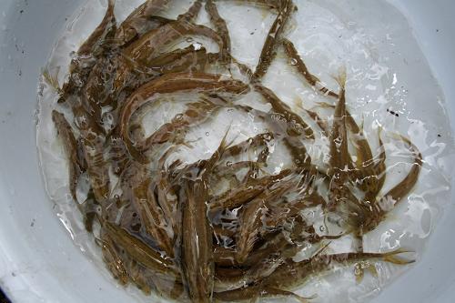 等待放流的新疆扁吻魚魚苗。新華社發(fā)(崔玉永攝)