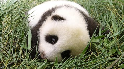 9月14日在臺(tái)北市動(dòng)物園拍攝的大熊貓寶寶“圓仔”。“圓仔”于7月6日出生在臺(tái)北市動(dòng)物園,目前體重已達(dá)4452克。當(dāng)晚,臺(tái)北市動(dòng)物園舉行“悠游月光下”2013中秋團(tuán)圓夜活動(dòng)及“柚燈大賞”手雕柚子競(jìng)賽,并面向公眾為大陸贈(zèng)臺(tái)大熊貓“團(tuán)團(tuán)”“圓圓”的寶寶“圓仔”征集名字。征名活動(dòng)第一階段選出的6個(gè)名字分別是“圓仔”、“團(tuán)圓”、“圓寶”、“粉圓”、“湯圓”和“圓仔花”,即日起至10月15日開(kāi)始第二階段網(wǎng)絡(luò)投票,票選結(jié)果將于10月26日公布。新華社發(fā)(臺(tái)北市動(dòng)物園提供)