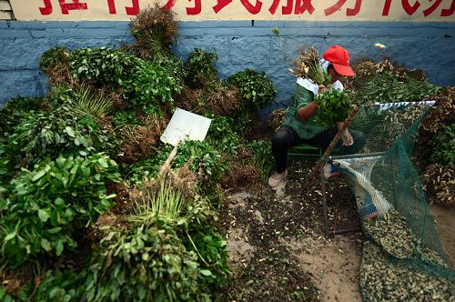 9月16日,在山東省乳山市馮家鎮(zhèn)觀,村民在落花生。新華社記者 郭緒雷 攝