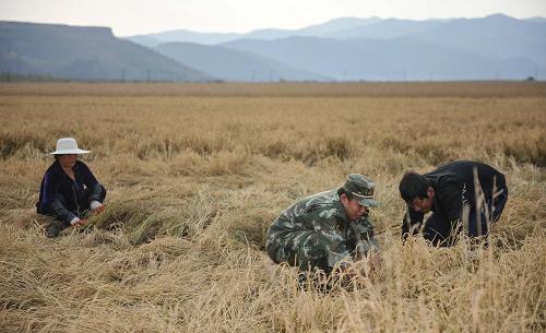 9月28日,吉林省公安邊防總隊(duì)和龍大隊(duì)官兵在崇善鎮(zhèn)古城村幫助農(nóng)民收割水稻。新華社記者 王昊飛 攝