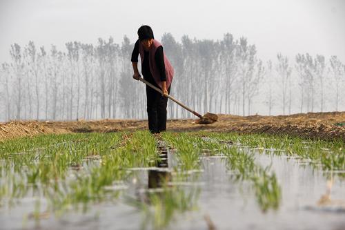10月18日,河南省安陽市內(nèi)黃縣城關(guān)鎮(zhèn)的農(nóng)民在給小麥澆灌“蒙頭水”。連日來,河南省內(nèi)黃縣廣大農(nóng)民針對墑情不足、出苗不全等情況,及時給播種后的小麥澆灌“蒙頭水”。作物播種后、出苗前澆水以確保出苗整齊,稱作“蒙頭水”。新華社發(fā)(劉肖坤 攝)