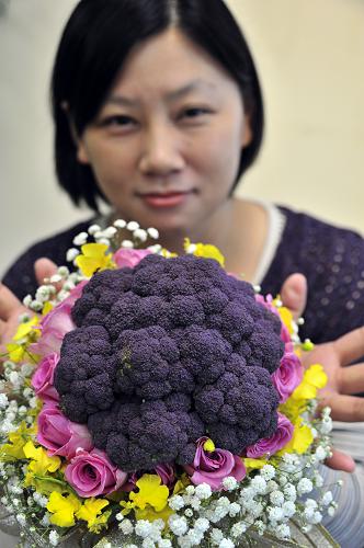 12月3日,臺(tái)灣高雄鳳山園藝試驗(yàn)所工作人員展示新培育的紫色花椰菜。新華社發(fā)(吳景騰 攝)