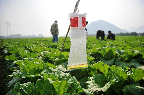 這是廣西融水農(nóng)民種植的無公害大白菜(12月5日攝)。這些白菜將在12月中下旬供應(yīng)市場。近年來,地處大苗山腹地的廣西融水苗族自治縣農(nóng)民充分利用地理優(yōu)勢,采用“公司+基地+農(nóng)戶”形式推動高山農(nóng)業(yè)產(chǎn)業(yè)化發(fā)展,多種高山農(nóng)產(chǎn)品銷往廣東、香港、澳門等地市場。據(jù)融水縣農(nóng)業(yè)局統(tǒng)計,今年前三季度,融水高山農(nóng)業(yè)基地種植蔬菜3236畝、水果7000畝、中藥材1.5萬畝,水稻禾花鯉復(fù)合田5萬多畝,實現(xiàn)農(nóng)民人均現(xiàn)金收入4173元,同比增長13.9%。新華社記者 張愛林 攝