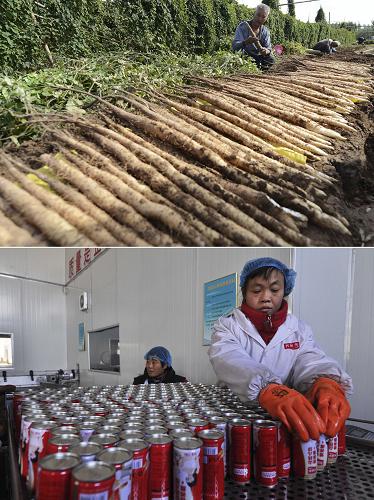 這張拼版照片顯示的是:山東省鄒平縣雪花山飲品有限公司農(nóng)場(chǎng)工人在收獲山藥(上圖,2013年9月25日攝);2013年12月21日,雪花山飲品有限公司工人在灌裝山藥汁(下圖)。近年來(lái),位于魯北地區(qū)的山東省鄒平縣農(nóng)業(yè)規(guī)?;?、集約化生產(chǎn)模式發(fā)展迅速。當(dāng)?shù)負(fù)碛?0余家開展多種經(jīng)營(yíng)的大型農(nóng)業(yè)示范園和現(xiàn)代化農(nóng)場(chǎng),以及500余家專注于種植和養(yǎng)殖的農(nóng)業(yè)生產(chǎn)合作社。大型示范園、農(nóng)場(chǎng)聯(lián)動(dòng)生產(chǎn)合作社,形成農(nóng)產(chǎn)品當(dāng)?shù)厣a(chǎn)、加工、銷售一條龍,減少了農(nóng)業(yè)原料從生產(chǎn)、加工到市場(chǎng)和消費(fèi)者手中的環(huán)節(jié),增加了農(nóng)業(yè)初級(jí)產(chǎn)品的附加值,提高了生產(chǎn)效益。新華社發(fā)(董乃德 攝)