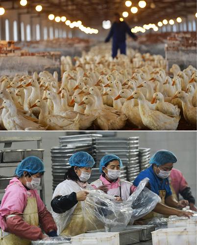 這張拼版照片顯示的是:2013年12月20日,山東省鄒平縣眾康鴨業(yè)公司內(nèi)的工人在鴨棚內(nèi)進(jìn)行養(yǎng)殖管理(上圖);12月20日,眾康鴨業(yè)公司加工廠的工人在加工成品鴨(下圖)。新華社發(fā)(董乃德 攝)
