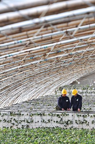 12月27日,山東省濱州市鄒平縣供電公司工人在臨池鎮(zhèn)草莓種植基地檢查線路。 隨著元旦和春節(jié)的臨近,山東省濱州市鄒平縣供電公司舉行“迎雙節(jié)助生產(chǎn)”活動(dòng),380余名農(nóng)電工分成百余個(gè)電力服務(wù)隊(duì)分赴全縣農(nóng)村,根據(jù)果蔬大棚、花卉苗木園等生產(chǎn)園區(qū)的節(jié)日用電需求進(jìn)行線路增設(shè)、照明燈安裝、用電設(shè)備檢查等,確保農(nóng)民節(jié)日生產(chǎn)用電。新華社發(fā)(董乃德 攝)