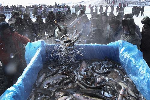 1月18日,新疆福??h漁民將鮮魚打撈出水。當(dāng)日,新疆福??h迎來一年一度的“冬捕節(jié)”。距離縣城30多公里的烏倫古湖的冰面上人頭攢動,寒冷的天氣絲毫沒有阻擋住人們前來觀看冬捕、體驗(yàn)冰上樂趣的熱情。一年一度的“冬捕節(jié)”,直接帶動了當(dāng)?shù)芈糜?、餐飲、酒店業(yè)的發(fā)展,“漁”經(jīng)濟(jì)也因此成為當(dāng)?shù)氐奶厣a(chǎn)業(yè)。新華社記者 江文耀 攝