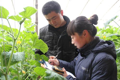 1月19日,在河北省承德市平泉縣臥龍鎮(zhèn)一蔬菜基地,一名農(nóng)產(chǎn)品檢測員(右)在填寫蔬菜抽檢單。春節(jié)臨近,河北省平泉縣農(nóng)產(chǎn)品檢測中心工作人員加強(qiáng)對全縣各蔬菜基地生產(chǎn)的各類蔬菜進(jìn)行農(nóng)藥殘留、微量元素等的安全檢測,確保節(jié)日期間群眾“舌尖上的安全”。新華社發(fā)(劉環(huán)宇 攝)