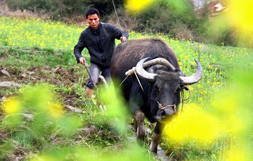 2月4日,二十四節(jié)氣中的立春,江西省靖安縣雙溪鎮(zhèn)農(nóng)民在耕整田地,開(kāi)始了新一年的田中忙碌。新華社發(fā)(徐仲庭 攝)