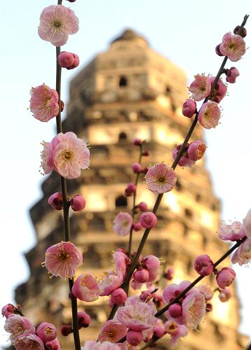 2月4日,二十四節(jié)氣中的立春,江蘇省蘇州市虎丘山景區(qū)盛開(kāi)的梅花與古塔相映成景,春意盎然。 新華社發(fā)(杭興微 攝)