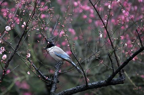 2月3日,在南京梅花山,一只灰喜鵲在盛開(kāi)的梅花間小憩。立春前后,南京東郊梅花山梅花競(jìng)相綻放,花香四溢。新華社發(fā)