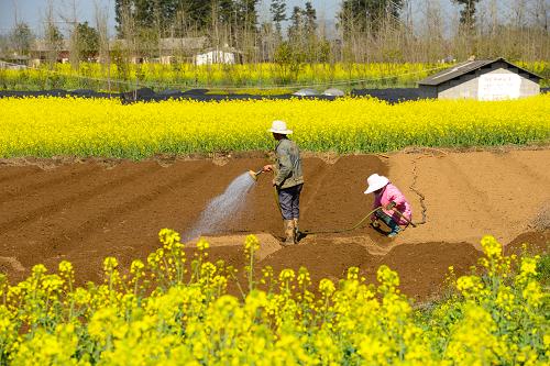 2月4日,二十四節(jié)氣中的立春,云南省羅平縣臘山街道大水塘村的農(nóng)民在田間澆水整地。農(nóng)民身邊盛開(kāi)的油菜花釋放出濃濃春意。新華社發(fā)(毛虹 攝)