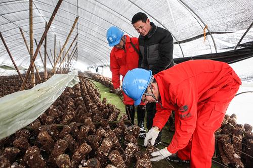 2月10日,在浙江德清縣筏頭鄉(xiāng),電力工人為香菇種植戶檢查用電設(shè)施,協(xié)助其應(yīng)對(duì)突發(fā)災(zāi)害天氣。當(dāng)日,受9日降雪影響,浙江省湖州市德清山區(qū)出現(xiàn)嚴(yán)重冰凍,居民和部分種養(yǎng)戶取暖用電大幅增加,用電負(fù)荷比前日增加近20%。浙江湖州市德清電力公司立即組織十余支電力服務(wù)隊(duì),深入大街小巷和田間地頭,及時(shí)為居民和種養(yǎng)戶解決用電故障。新華社記者 徐昱 攝