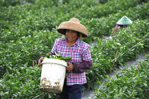 2月27日,海南省瓊海市博鰲鎮(zhèn)菜農(nóng)在采摘辣椒。每年2月底至3月是海南冬季瓜菜的產(chǎn)銷高峰期,受去年底臺(tái)風(fēng)和雨水影響,海南冬季瓜菜種植較往年推遲了20天左右的時(shí)間,今春瓜菜的上市時(shí)間也將推后,集中在3至4月份。目前,海南各地菜農(nóng)正加緊采摘,以確保市場(chǎng)供應(yīng)。新華社發(fā)(蒙鐘德 攝)