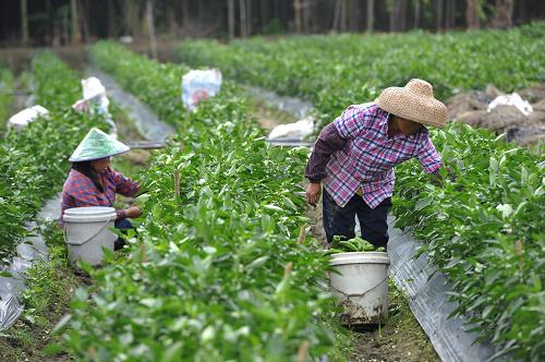 2月27日,海南省瓊海市博鰲鎮(zhèn)菜農(nóng)在采摘辣椒。新華社發(fā)(蒙鐘德 攝)