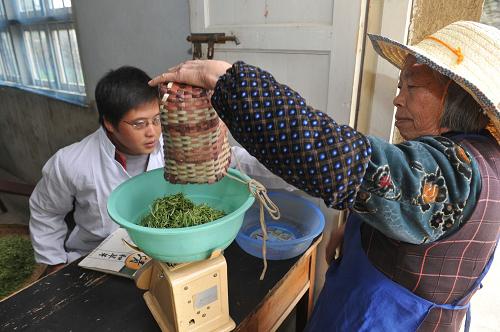 清明將至采茶忙 4月1日,在貴陽市開陽縣禾豐鄉(xiāng)馬頭村百花茶場,采茶工人將采摘到的茶青稱重后賣給茶業(yè)公司。 受年初凝凍災(zāi)害影響,貴州各大茶產(chǎn)區(qū)今年采茶時間不同程度延遲。在貴陽市開陽縣占地5000余畝的青藍紫茶業(yè)公司百花茶場內(nèi),綠茶生長周期延遲半個月以上,明前茶減產(chǎn)80%左右。茶產(chǎn)量的降低和采茶時間的延遲直接導(dǎo)致綠茶價格上漲,目前貴州綠茶市場新茶價格普遍上漲30%左右。 新華社記者 歐東衢 攝