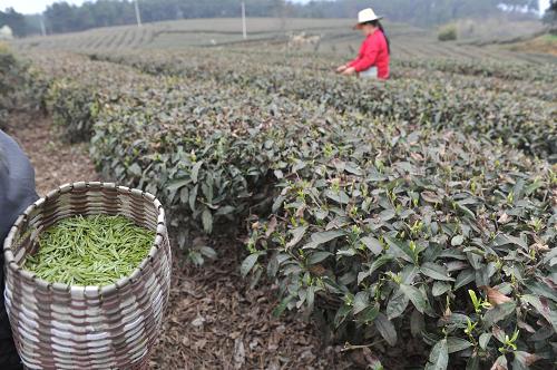 4月1日,在貴陽市開陽縣禾豐鄉(xiāng)馬頭村百花茶場內(nèi),采茶工人正忙著采摘“明前茶”。 受年初凝凍災(zāi)害影響,貴州各大茶產(chǎn)區(qū)今年采茶時間不同程度延遲。在貴陽市開陽縣占地5000余畝的青藍紫茶業(yè)公司百花茶場內(nèi),綠茶生長周期延遲半個月以上,明前茶減產(chǎn)80%左右。茶產(chǎn)量的降低和采茶時間的延遲直接導(dǎo)致綠茶價格上漲,目前貴州綠茶市場新茶價格普遍上漲30%左右。 新華社記者 歐東衢 攝