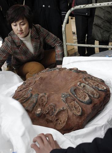 2月28日,國土資源部國家古生物化石專家委員會高級工程師王麗霞在中國地質(zhì)博物館檢驗“恐龍蛋窩”化石。新華社記者 汪永基 攝