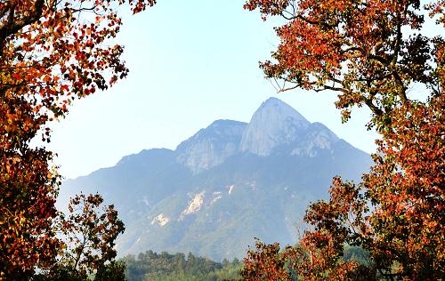 湖北省羅田縣九資河鎮(zhèn)境內(nèi),風(fēng)霜染紅的樹葉和遠(yuǎn)山相映成趣(2012年10月27日攝)。新華社發(fā)(陳力 攝)