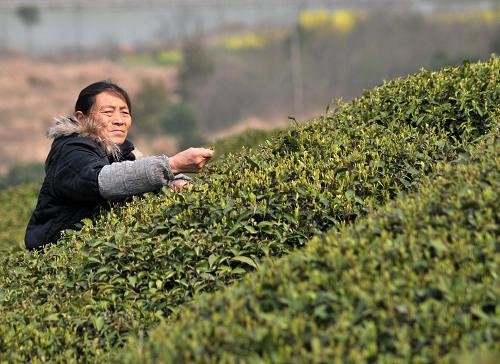 3月12日,江西省九江市廬山山北茶廠的茶農(nóng)在采摘廬山云霧春茶。新華社發(fā)(胡國(guó)林 攝)