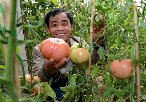 5月6日,撫寧縣茶棚村村民殷佐海在大棚內(nèi)展示他剛采摘西紅柿。近年來,河北省撫寧縣在推進(jìn)農(nóng)業(yè)結(jié)構(gòu)調(diào)整過程中,引導(dǎo)農(nóng)民種植綠色無公害蔬菜,采取項(xiàng)目扶持,規(guī)?;?biāo)準(zhǔn)化、產(chǎn)業(yè)集群化發(fā)展,讓農(nóng)民獲得實(shí)惠。據(jù)了解,目前該縣綠色無公害蔬菜種植面積達(dá)31.7萬畝,年產(chǎn)蔬菜122.3萬噸,產(chǎn)值達(dá)21.5億元。新華社記者 楊世堯 攝