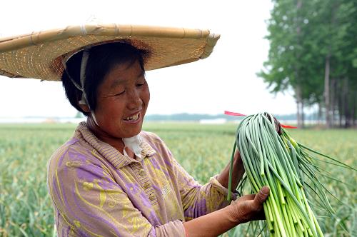 5月7日,蒼山縣長(zhǎng)城鎮(zhèn)前王后村農(nóng)民趙世英在采收蒜薹。 被譽(yù)為“中國(guó)大蒜之鄉(xiāng)”的山東蒼山縣今年蒜薹喜獲豐收。這個(gè)縣2013年共種植大蒜36萬(wàn)畝,比去年增加4萬(wàn)畝,預(yù)計(jì)蒜薹總產(chǎn)量達(dá)4.3億斤。 新華社記者 范長(zhǎng)國(guó) 攝