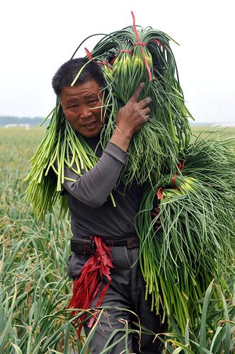 5月7日,蒼山縣長(zhǎng)城鎮(zhèn)前王后村農(nóng)民賈茂龍?jiān)诓墒账廪?。賈茂龍今年種植8畝大蒜,蒜薹畝產(chǎn)1500斤,蒜薹開(kāi)市價(jià)5.4元∕公斤,僅蒜薹每畝收入達(dá)4000多元。被譽(yù)為“中國(guó)大蒜之鄉(xiāng)”的山東蒼山縣今年蒜薹喜獲豐收。這個(gè)縣2013年共種植大蒜36萬(wàn)畝,比去年增加4萬(wàn)畝,預(yù)計(jì)蒜薹總產(chǎn)量達(dá)4.3億斤。新華社記者 范長(zhǎng)國(guó) 攝