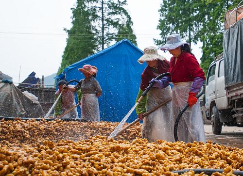 5月7日,工作人員在沖洗生姜。四川省蘆山縣飛仙關(guān)鎮(zhèn)朝陽(yáng)村出產(chǎn)生姜,在“4·20”蘆山地震中,該村受災(zāi)嚴(yán)重,生姜面臨滯銷的危險(xiǎn)。震后,姜農(nóng)積極與多地經(jīng)銷商聯(lián)系,將生姜集中起來(lái),清洗加工后銷往成都、重慶等地,在特殊時(shí)期攜手共渡難關(guān)。新華社記者 李華梁 攝