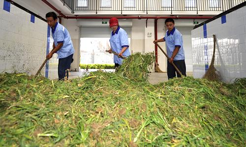 7月3日,工作人員將雜草堆放在發(fā)酵池內(nèi)等待處理。新華社記者 岳月偉 攝