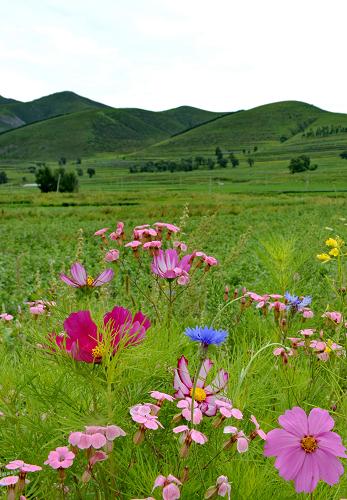 崇禮縣境內(nèi)的高山草甸風光(8月6日攝)。7月至8月,河北省壩上地區(qū)草原進入最美的季節(jié)。新華社記者 楊世堯 攝