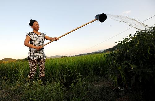 8月8日,江西宜春市袁州區(qū)南廟鎮(zhèn)白馬村一位村民在給受旱的農(nóng)作物澆水。新華社記者 周科 攝