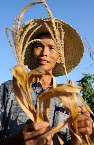 8月8日,江西宜春市袁州區(qū)南廟鎮(zhèn)白馬村60歲的村民黃瑞華在查看受旱枯黃的農(nóng)作物。新華社記者 周科 攝
