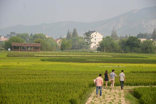 9月13日,游客在游覽濕地公園內(nèi)的農(nóng)田景觀區(qū)。浙江省長興縣“太湖圖影生態(tài)濕地文化園”將于9月15日正式開園,該濕地公園毗鄰太湖,水域與太湖相通,屬于太湖水系,總面積5000多畝。太湖圖影濕地公園是典型的湖泊型濕地,結(jié)合魚塘、河道、蘆葦叢、縱橫阡陌的河網(wǎng)港汊以及20多個島嶼,天然形成了“野趣、清幽、閑逸”的意境。園區(qū)包含農(nóng)田景觀區(qū)、觀鳥區(qū)、荷塘秀色等片區(qū),是集原生態(tài)展示、農(nóng)耕文化體驗(yàn)、旅游觀光于一體的綜合濕地文化景區(qū)。新華社記者 徐昱 攝