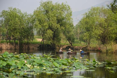 9月13日,3名農(nóng)婦坐著木桶在濕地公園內(nèi)清理荷塘。新華社記者 徐昱 攝
