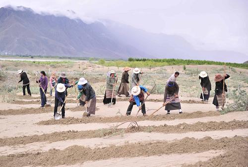圖為西藏山南地區(qū)在開展雅魯藏布江流域防沙固沙工程(2013年7月5日攝)。新華社記者 劉坤 攝