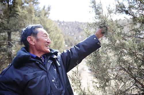 圖為西藏那曲地區(qū)比如縣的護林員在查看林區(qū)植物生長情況(2013年3月20日攝)。新華社記者 劉坤 攝