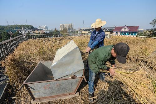 11月18日,村民在屋頂上幫彭秋根打谷。(新華社記者 徐昱 攝)
