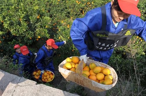 11月18日,秭歸縣果農(nóng)在搬運臍橙。(新華社記者 肖藝九 攝)